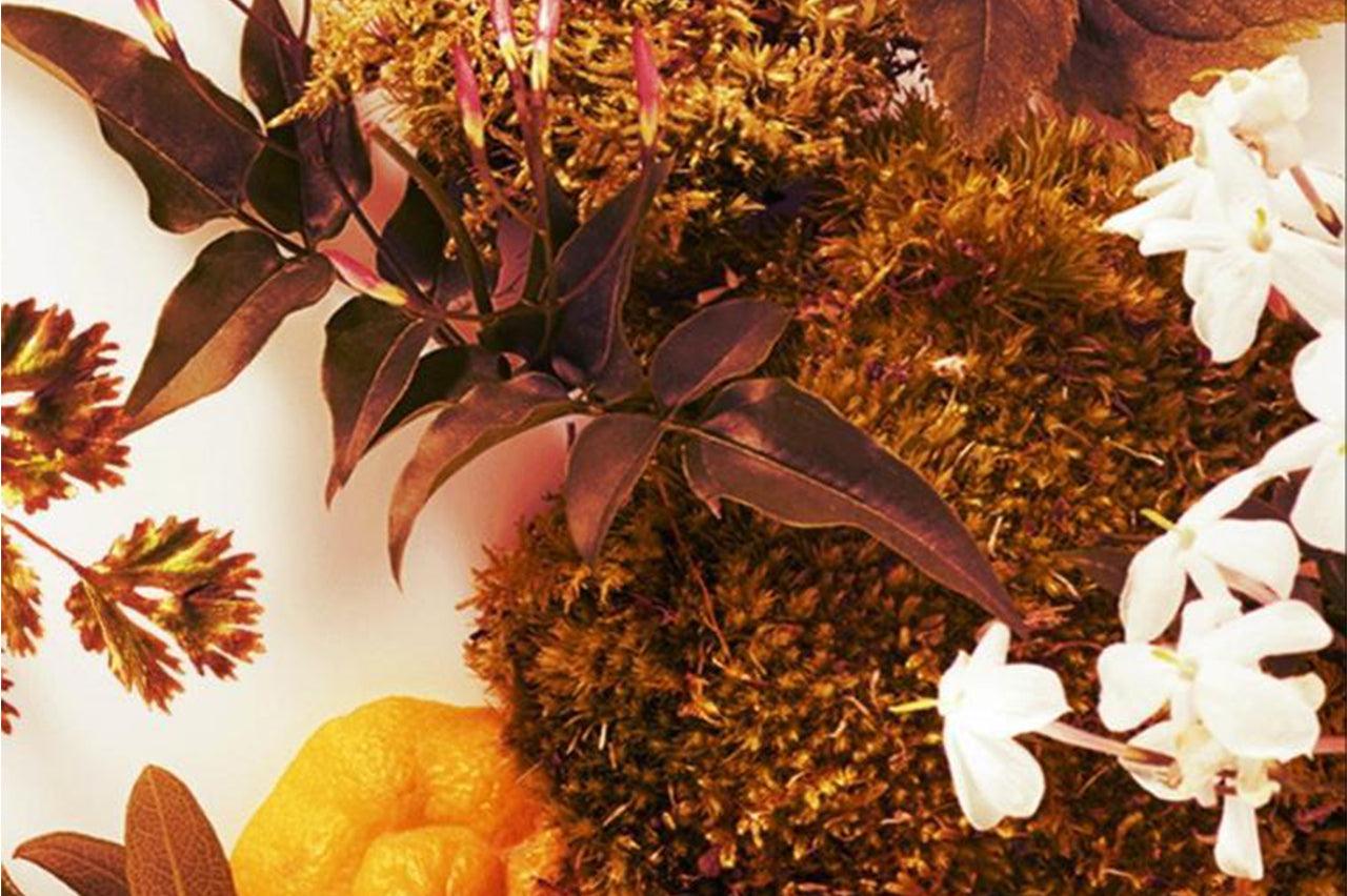 צ'איפרה - Chypre - Molecule-Perfume