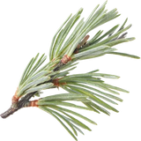 Atlas Cedar