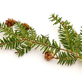 Black Hemlock