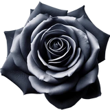 Black rose