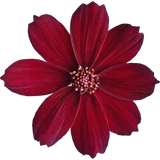 Chocolate flower