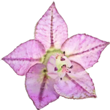 Clary Sage