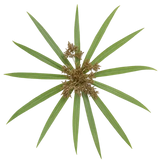 Cypriol Oil
