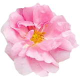 Damask rose