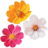 Floral Accord 
