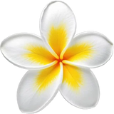 Frangipani