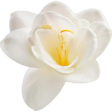 Freesia