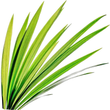 Grass