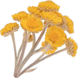 Immortelle
