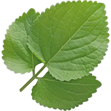  Indonesian Patchouli