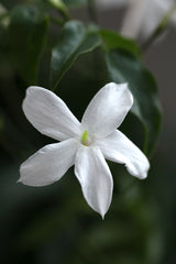 Jasmine