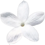 Jasmine Absolute