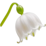 Lily Of The Valley