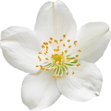Mock Orange