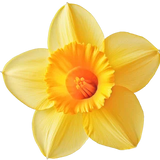 Narcissus