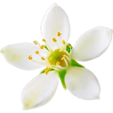 Neroli