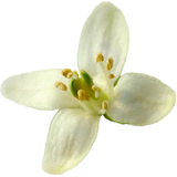 Olive Blossom