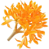 Osmanthus Absolute