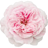 Rosa centifolia