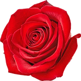 Rose Absolute