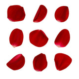 Rose Petals