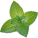 Spearmint