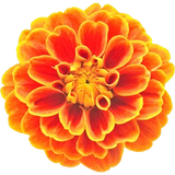 Tagetes
