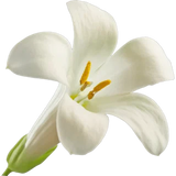 Tuberose Absolut