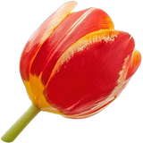 Tulip