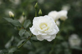 White Flowers