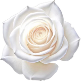 White Rose