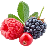 Wild Berries