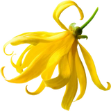 Ylang Ylang
