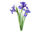 Iris Absolute