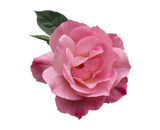 Moroccan Rose